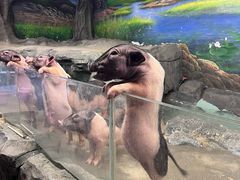 -正佳雨林生态植物园