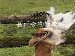 羊驼-燕子沟风景区