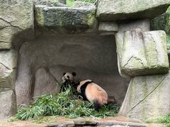 -中国大熊猫保护研究中心雅安碧峰峡基地