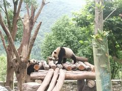 -卧龙中华大熊猫苑神树坪基地