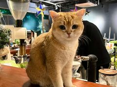 -咖法森林·咖啡  酒吧(天河店)