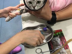 -伟伟宠物医院·CT影像中心·瑞派犬猫综合性门诊(汉口总院)
