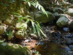 -深圳仙湖植物园