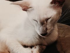 -猫小院猫主题餐厅(南锣旗舰店)