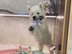 -翊宠yipet猫狗购宠庄园犬舍•猫舍