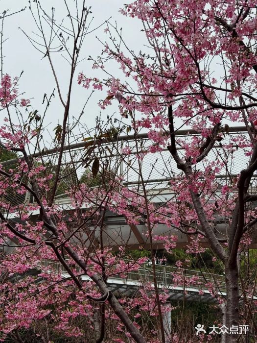 狐尾山公园图片