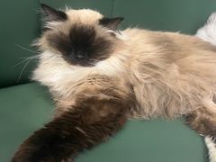 -安格丽娜·狗咖·猫咖羊驼咖(春熙路百盛商场店)
