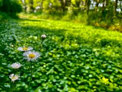 -花开海上生态园