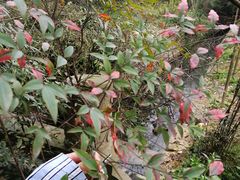 -三圣花乡旅游区