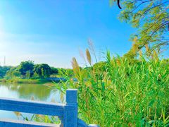 -王借岗森林公园