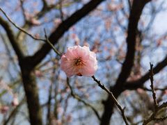 -梅花山(明孝陵内)
