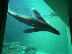 -西雅图水族馆