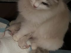 -柏萃动物医院·骨科·牙科