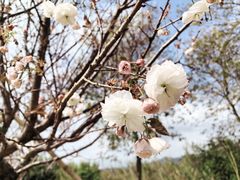 -天适樱花悠乐园