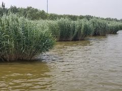 -西青郊野公园