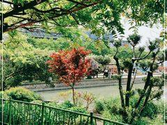 -嘉定紫藤园