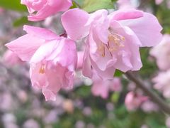 -顾村公园