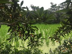 -塘栖枇杷特色园区