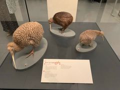 -奥克兰战争纪念博物馆