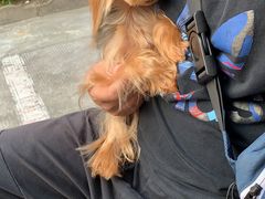 -欣怡宠物店