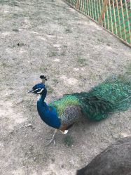 点击看大图 -萌宠亲子动物乐园(槐房万达店)