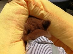 -逗柴咖啡屋·狗咖猫咖宠物桌游