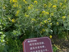 -田园东方蜜桃村的田野营地