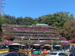 -深圳仙湖植物园