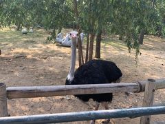 -大连森林动物园