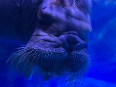 -海合安青岛极地海洋公园