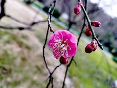 -杭州植物园