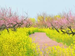 -泗洪洪泽湖湿地景区