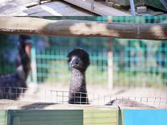 -青藏高原野生动物园