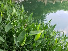 -桃花岭景区