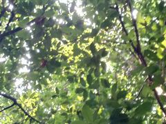 -西湖外事游船(花港观鱼码头)