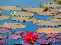 -国家植物园南园