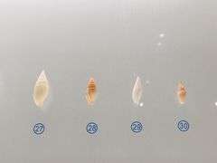 -青岛贝壳博物馆