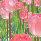 三亚什么景点值得去，千万别被坑了