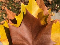 -天鹅湖生态旅游风景区