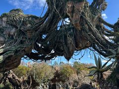 -奥兰多迪士尼动物王国乐园