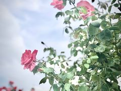 -荷兰花海