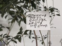 -素咫咖啡CLIFEROSE