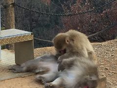 -岚山猴子公园