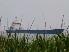 -吴淞炮台湾湿地森林公园烧烤区