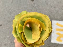 -三里屯东五街银杏大道