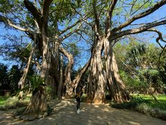 -瑞丽独树成林风景区