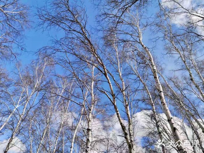 塞罕坝国家级自然保护区图片