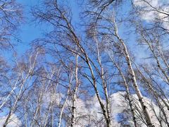 -塞罕坝国家级自然保护区