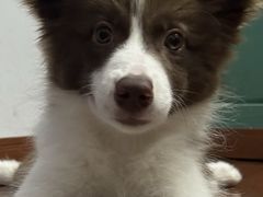 -暖阳宠物医院·犬猫康复中心·骨科