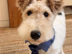 -帕帕拉兹宠物(亚洲旗舰店)